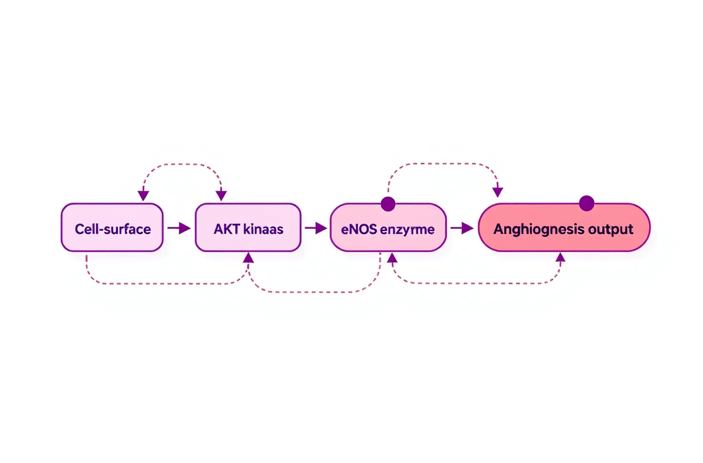 PATHWAY.01 / Angiogenesis — VEGFR2-Akt-eNOS and Src-Caveolin-1-eNOS